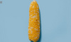 东方甄选的玉米为什么卖得贵？