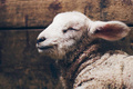 “羊了个羊”爆红一周：难度天花板、互联网流量新贵、骗子游戏
