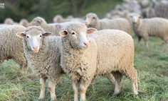 《羊了个羊》：产品本身并不重要？