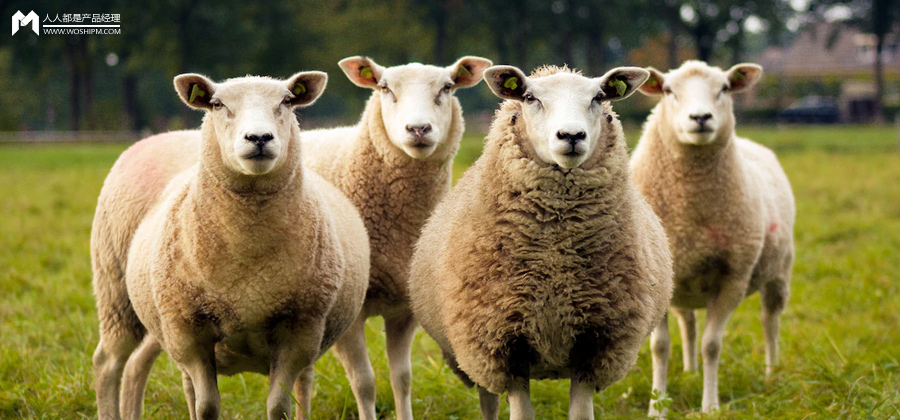 骟了的羊叫什么羊（今天，你「羊了个羊」了吗？）