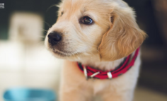 私域用户超百万，年销数亿，拆解宠物电商第一股私域打法