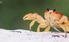 直播卖大闸蟹“火了”，高价蟹卡已成过去