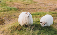 海外版拼多多登顶App Store：“羊毛可以迟到，但不会缺席”