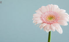 实体花店创业，如何互联网化、品牌化？