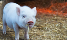 “好端端的猪”一周涨粉100w，23岁养猪女孩凭什么掌握了出圈密码？