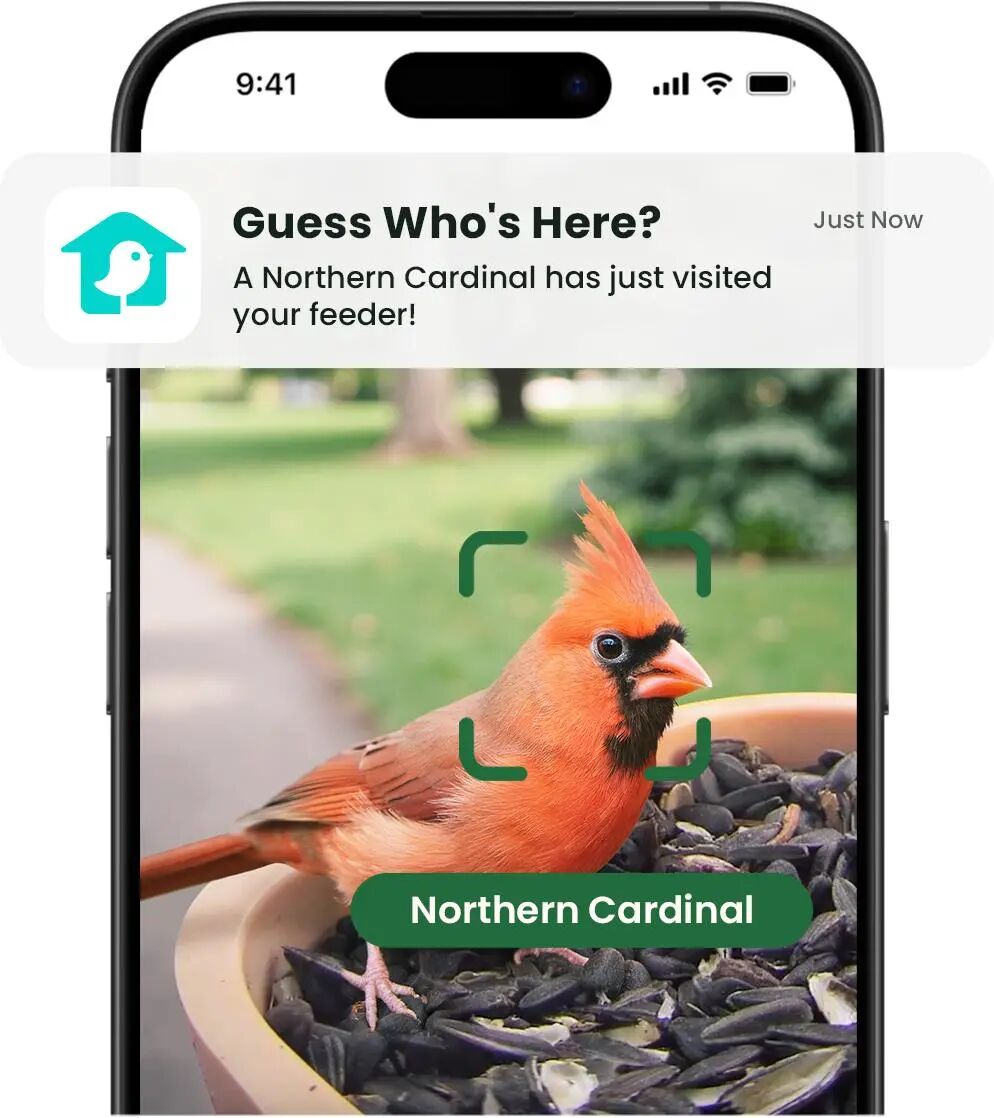 Birdfy Feeder Rookie - Beginner-Friendly Smart Bird Feeder – birdfyuk